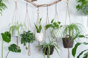What is botanophobia