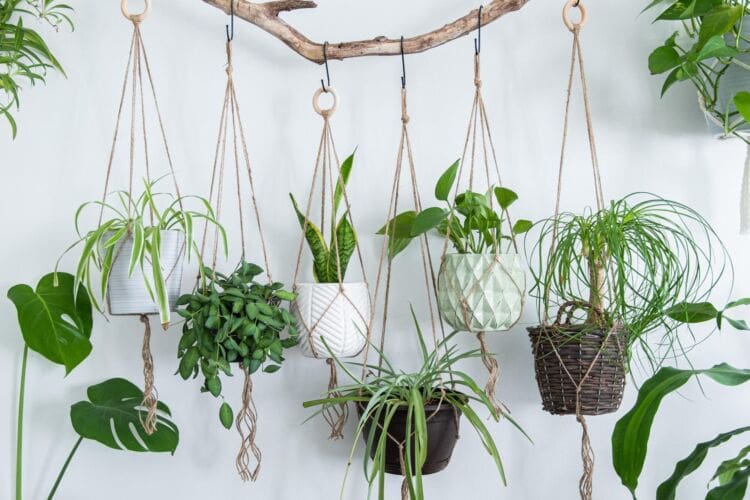 What is botanophobia