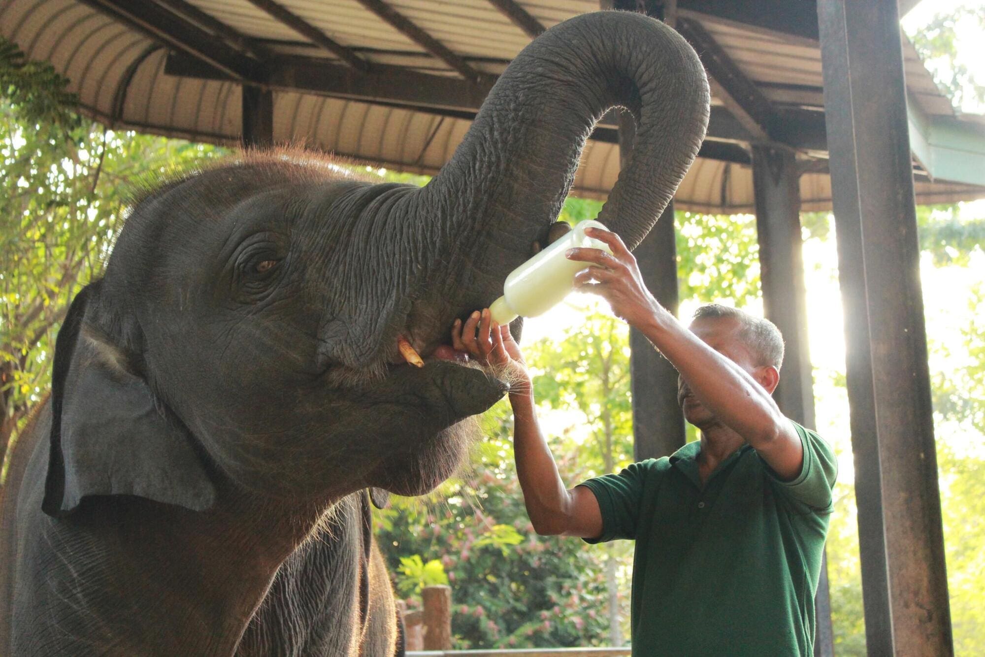 Zookeeper feeding elephant