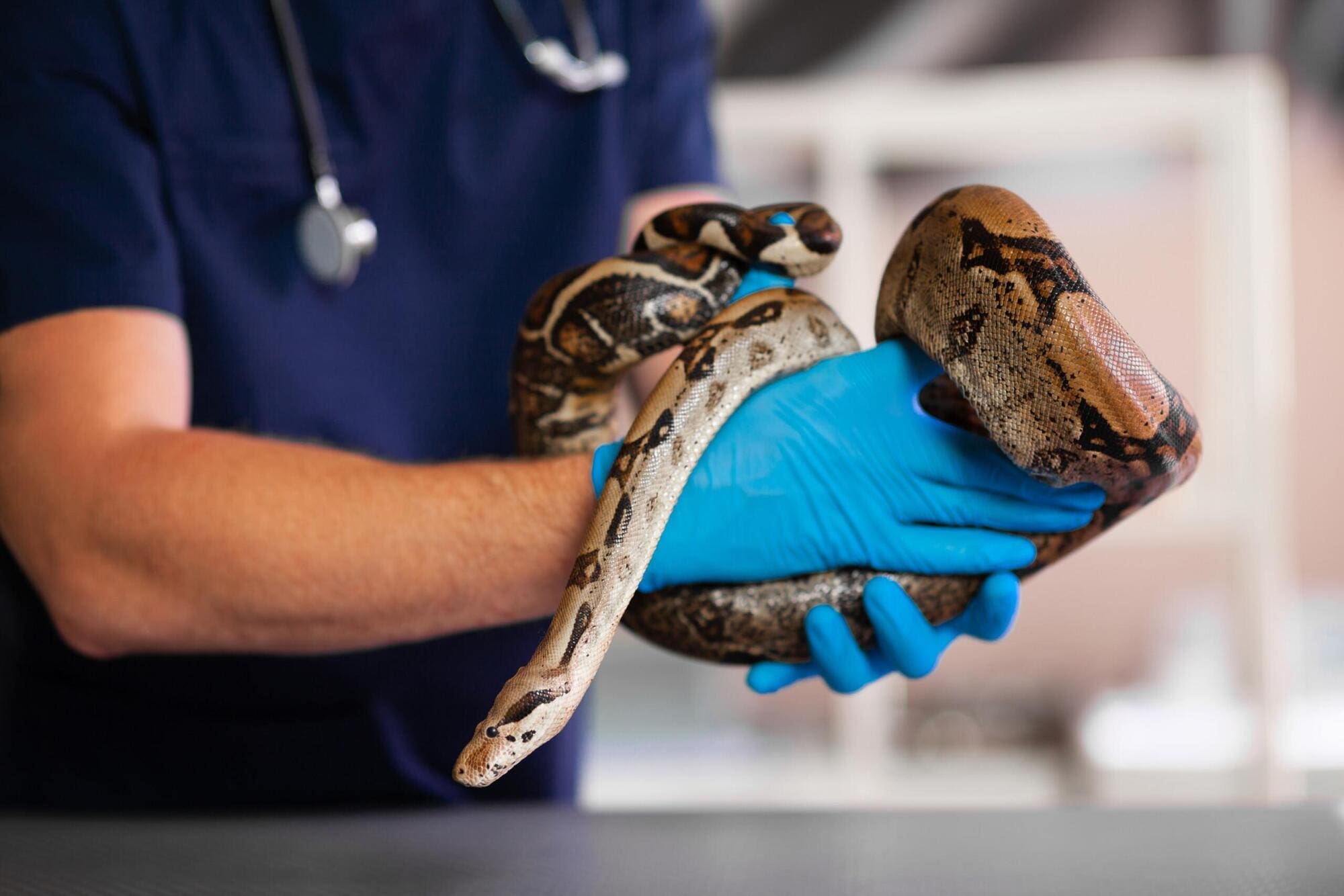 Vet specialising in exotic animals