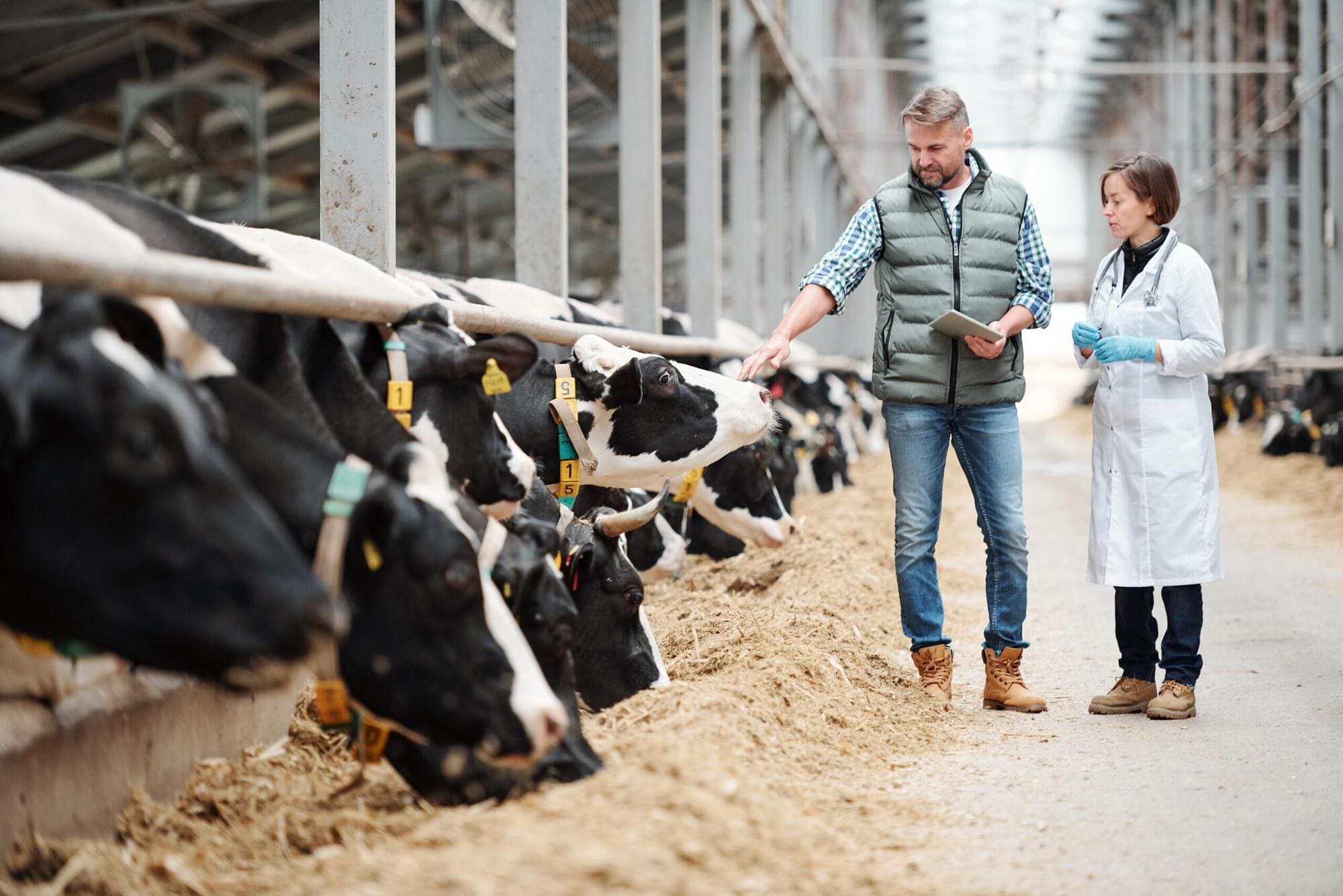 Vet visiting a farm 