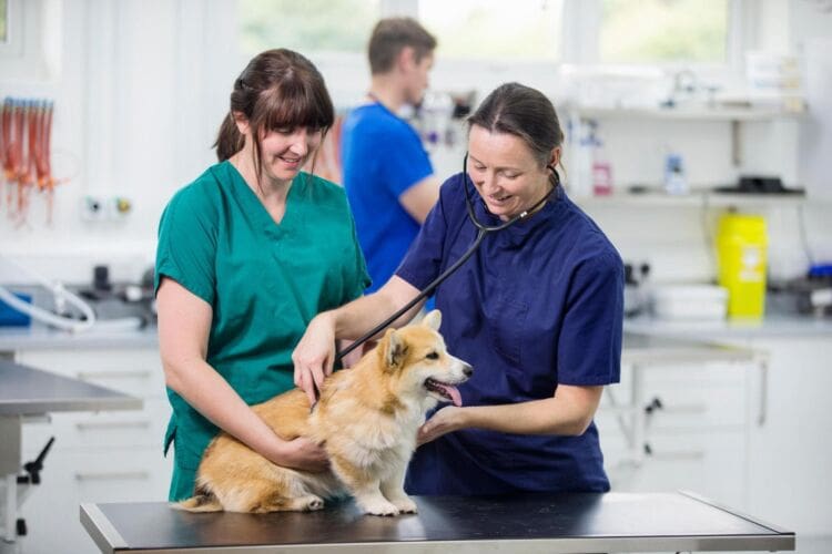 Becoming a vet