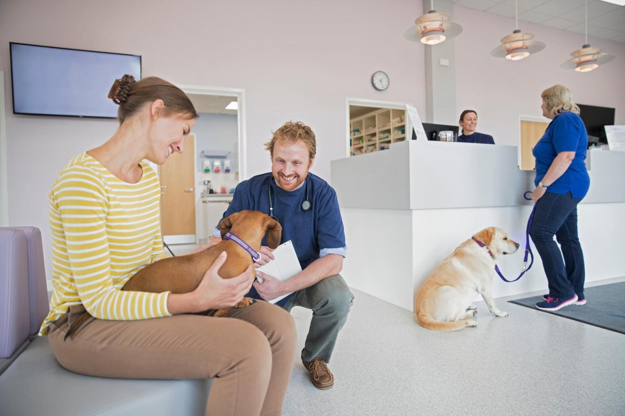 Working in vet practise