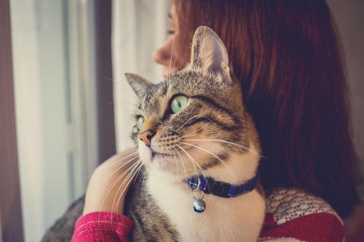 What is ailurophobia