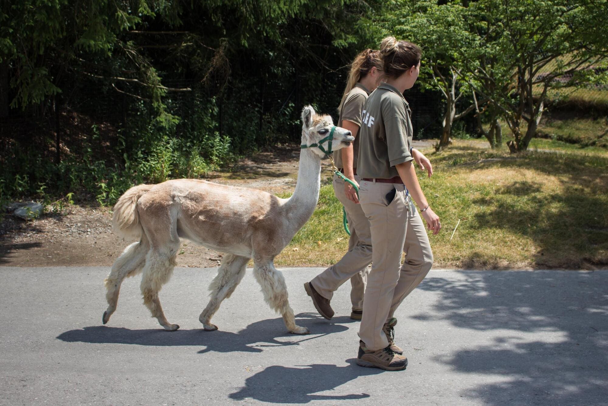 Zookeepers with knowledge of developments