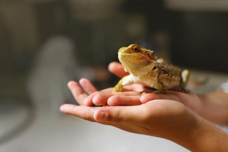 What is herpetophobia
