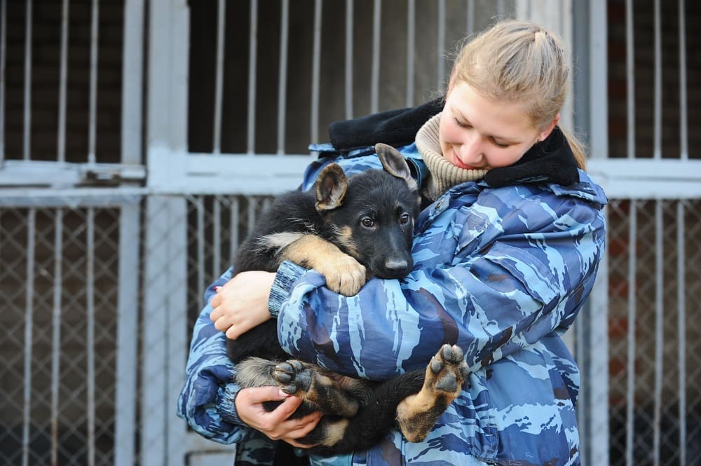 Working with dogs after leaving army