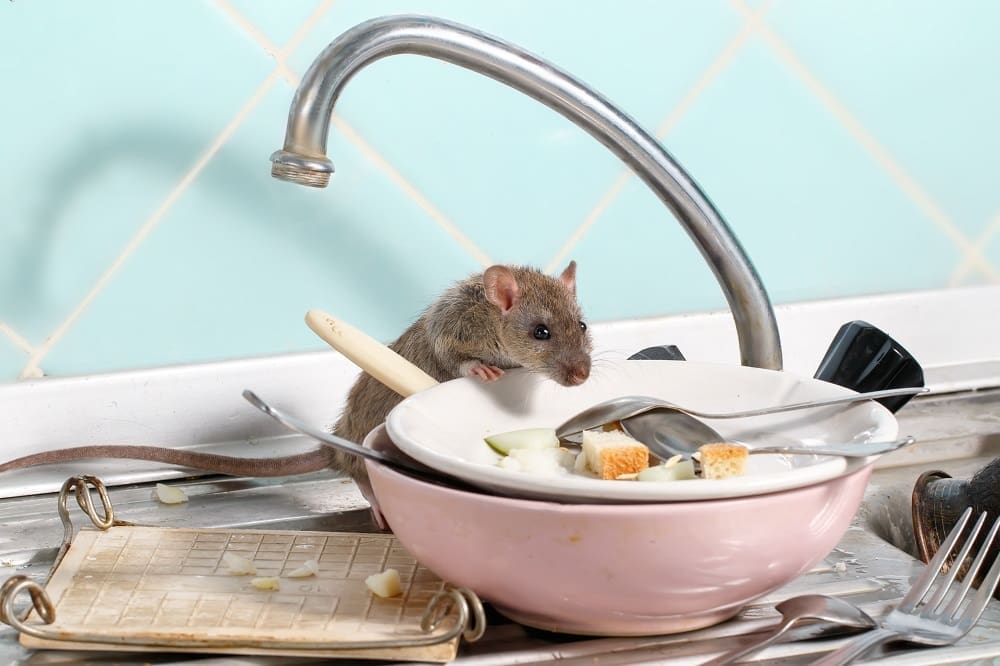 Pest control in care homes