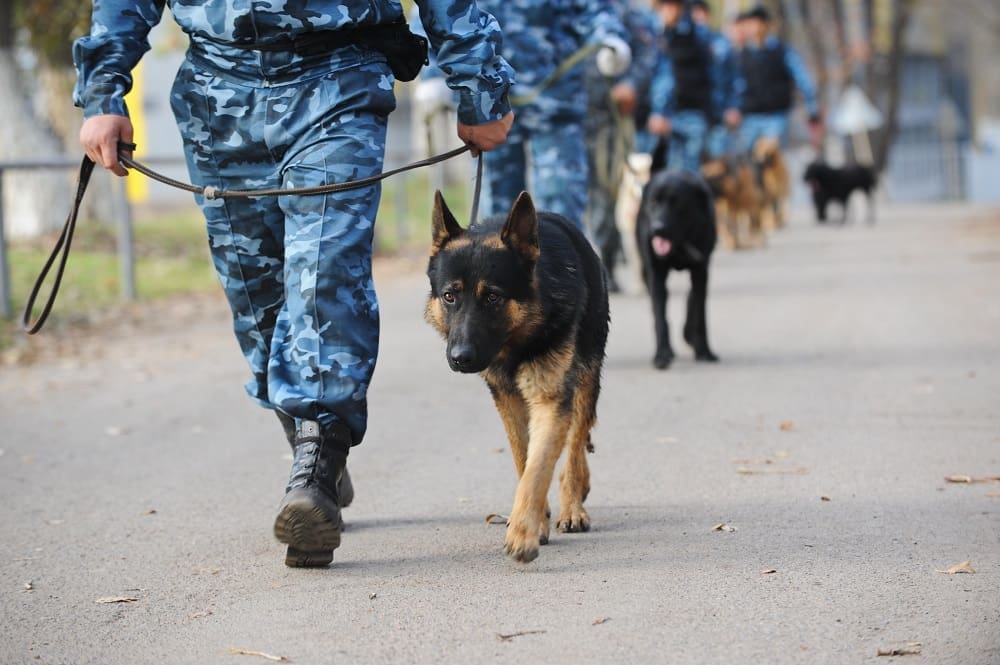 Army dog handler patrolling bases