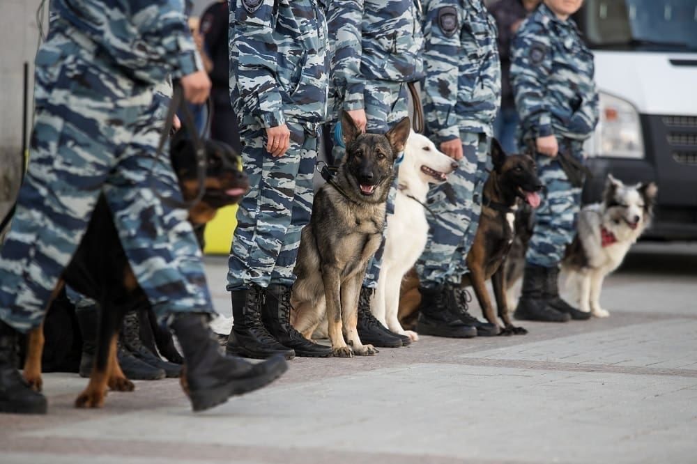 Army dog handler working in overseas military bases