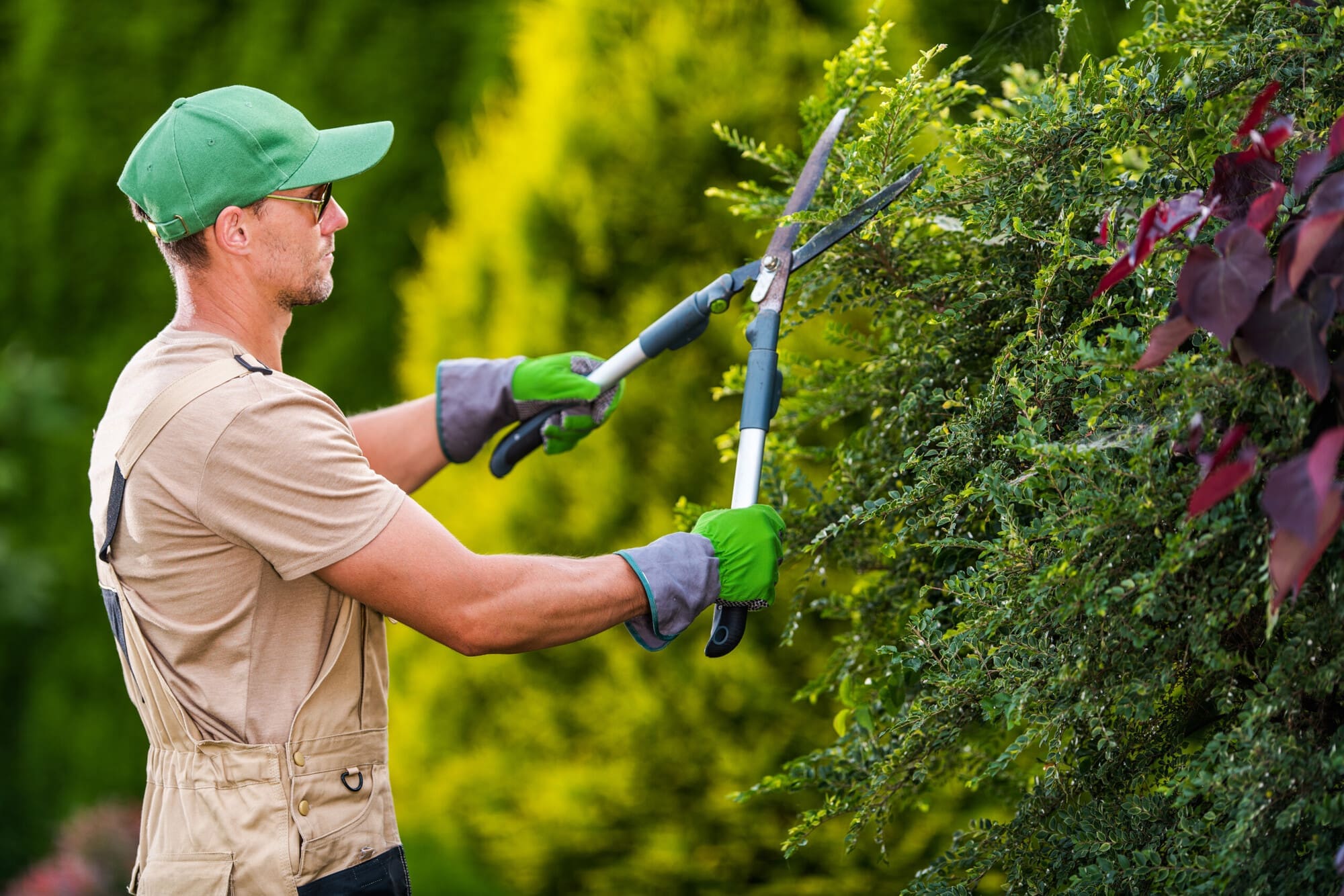Landscaping Trimming Hedge