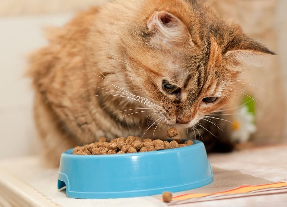 Cat eating 1