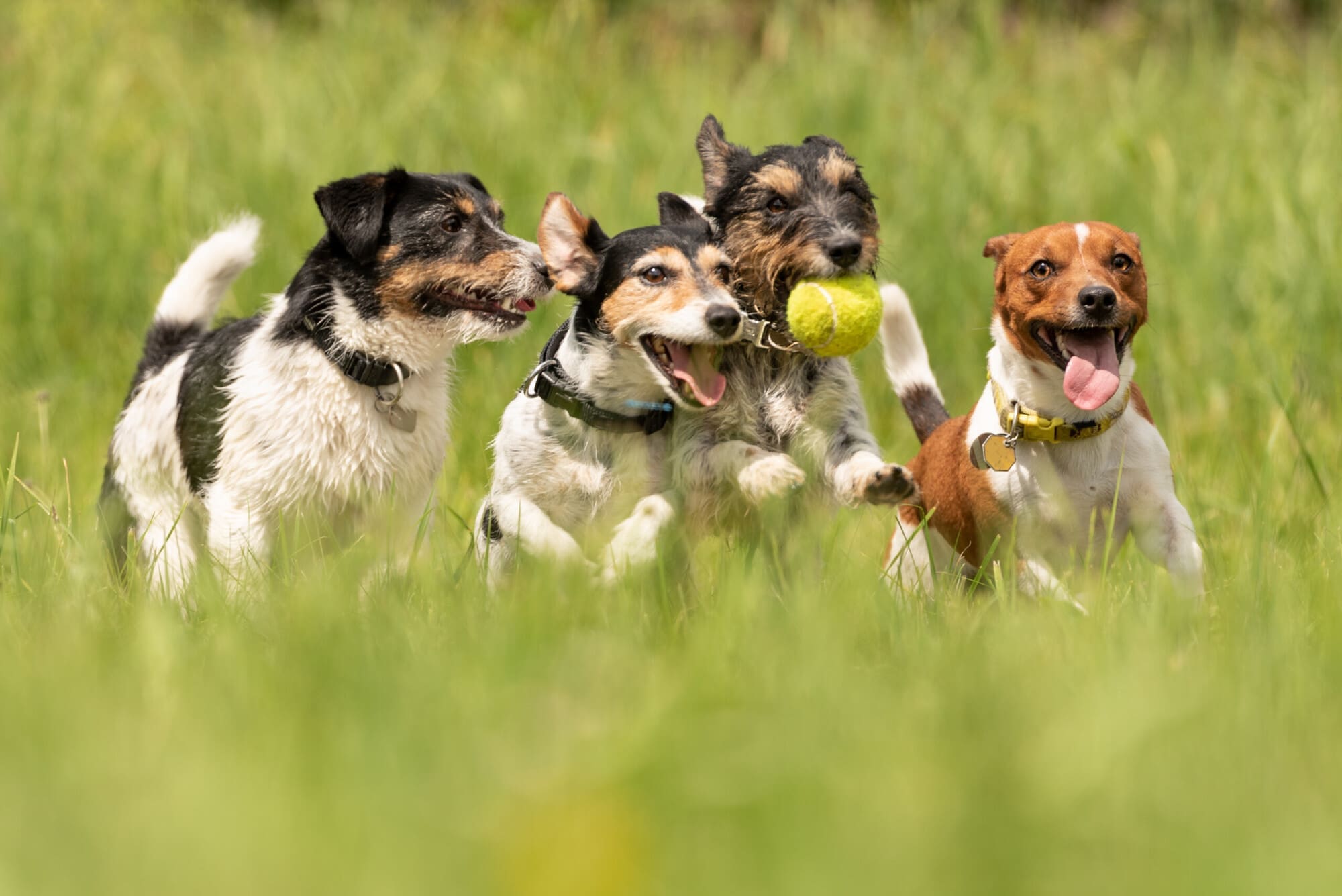 Dog Day Care