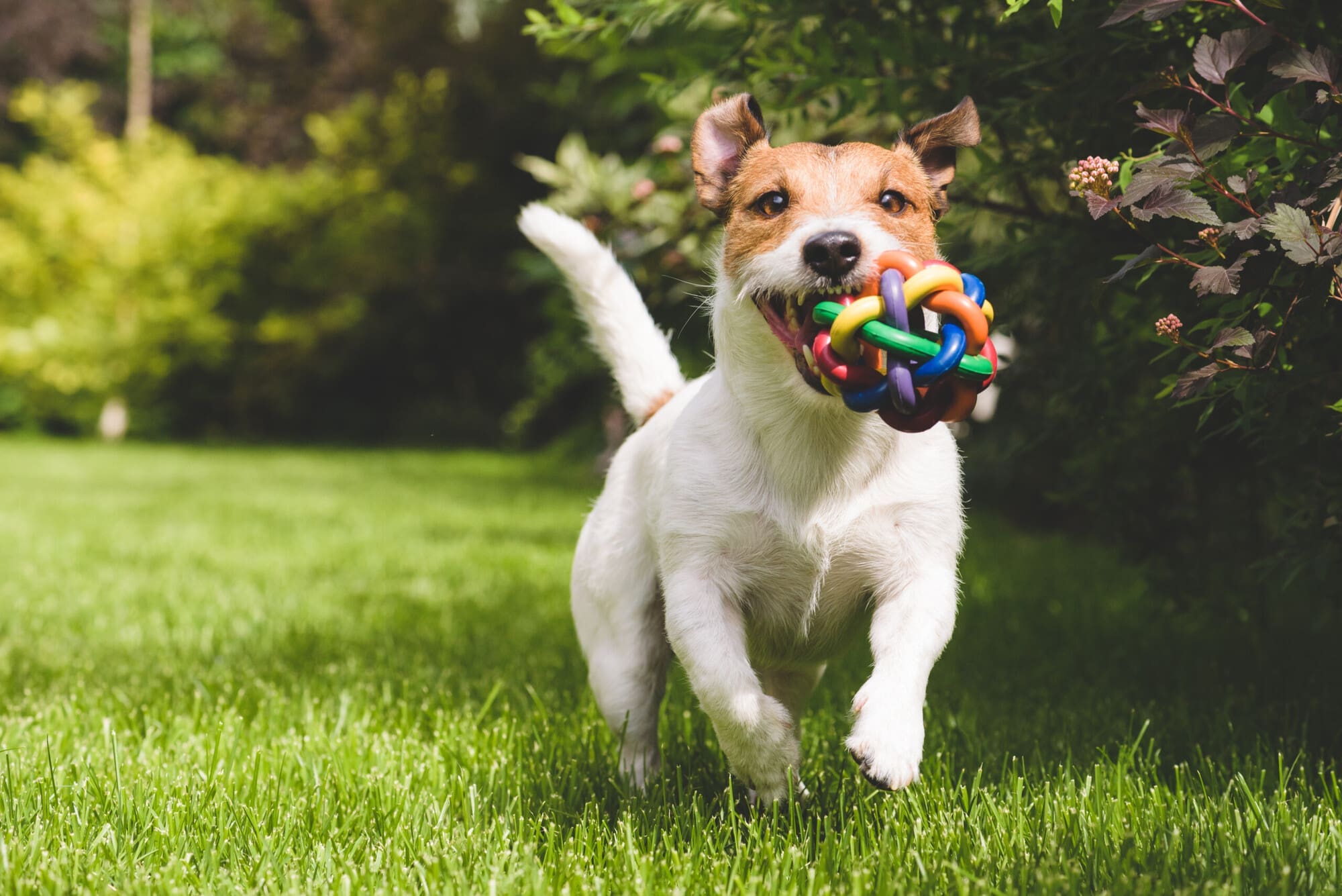 Dog Playing At Dog Day Care