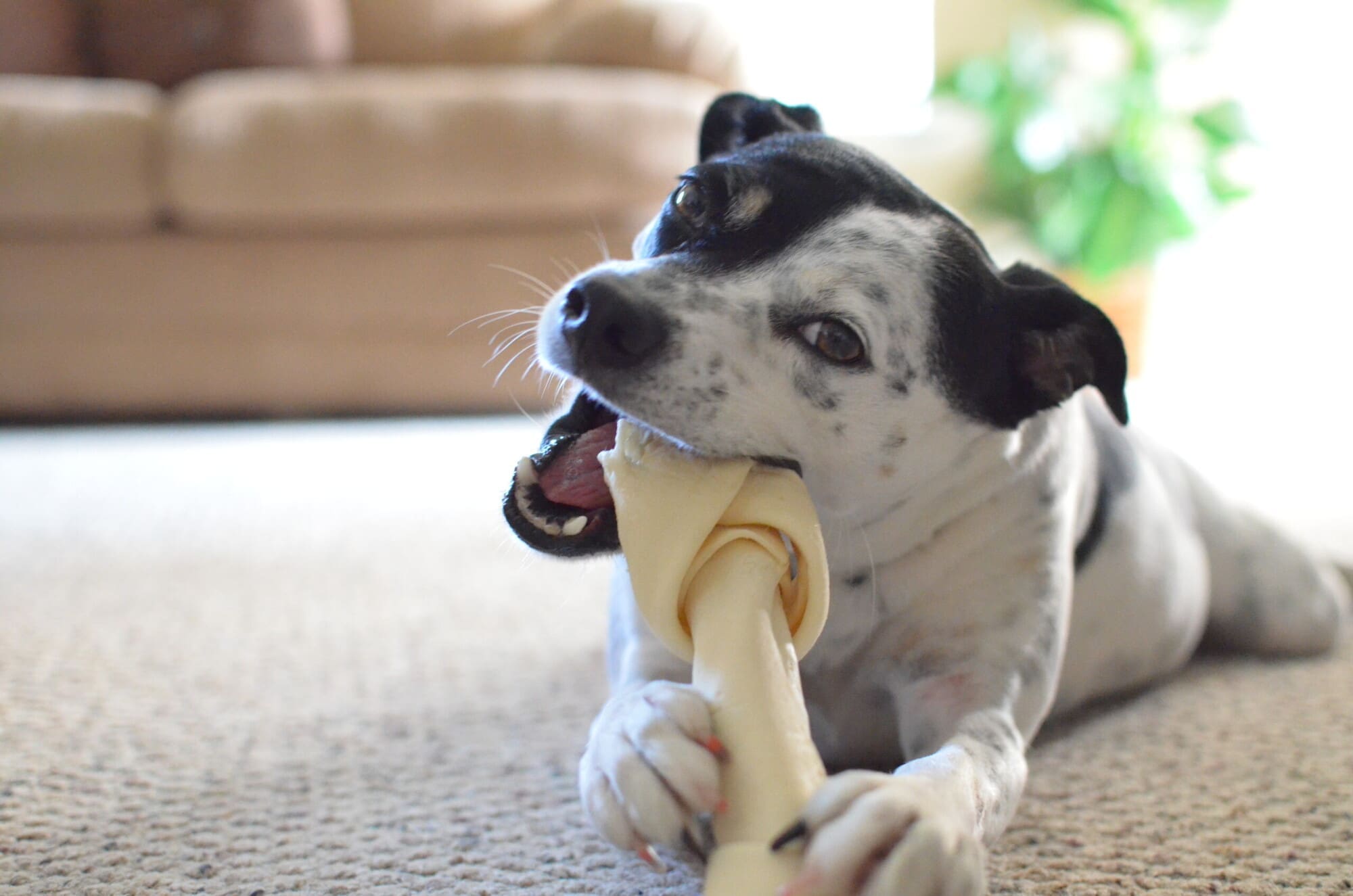 Dog With A Bone At Dog Day Care