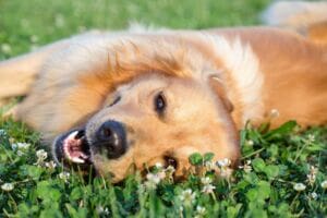 Setting up a Dog Day Care Business