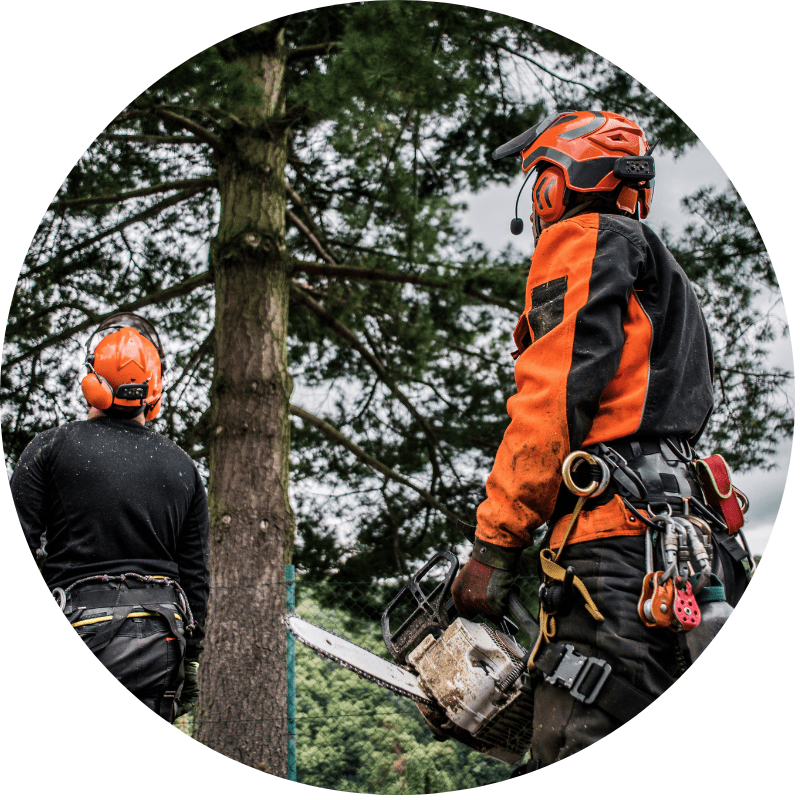 CPD Guide for Tree Surgeons