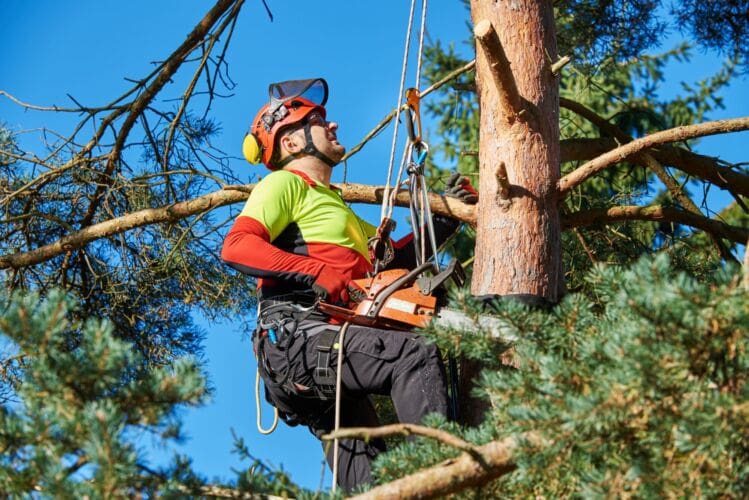CPD courses for Tree Surgeons