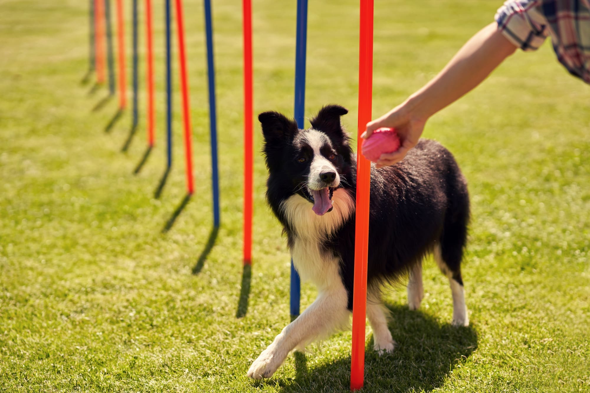 Dog Being Trained