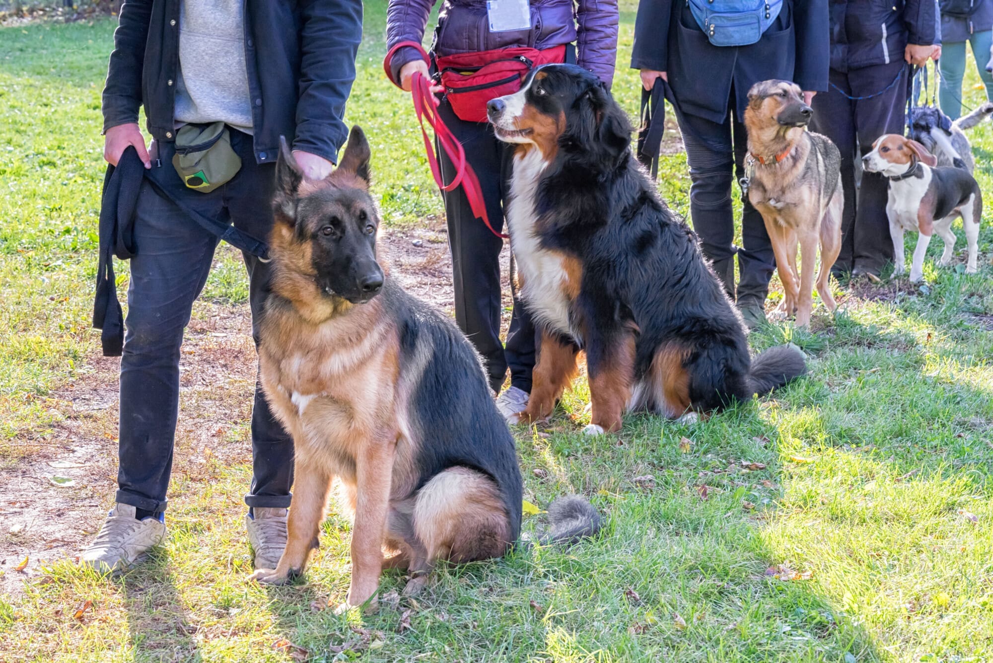 Dog Training Business