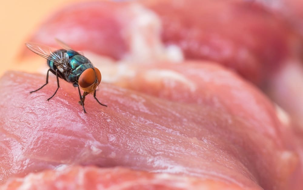 Pest Control in a Butcher's Shop