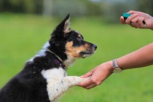 Setting up a Dog Training Business