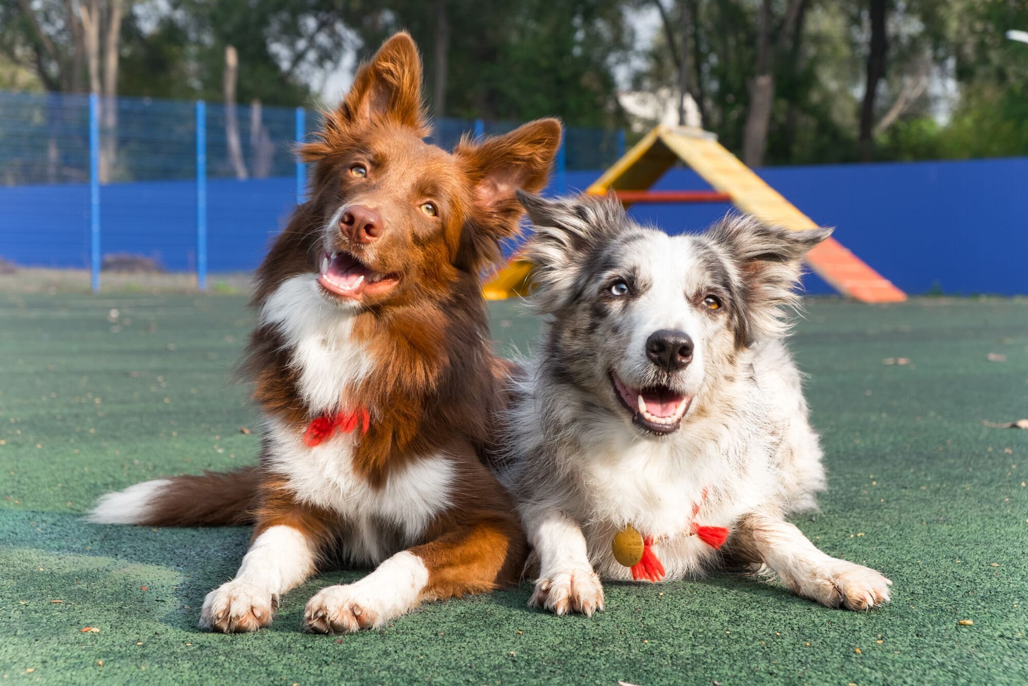 Trained Dogs