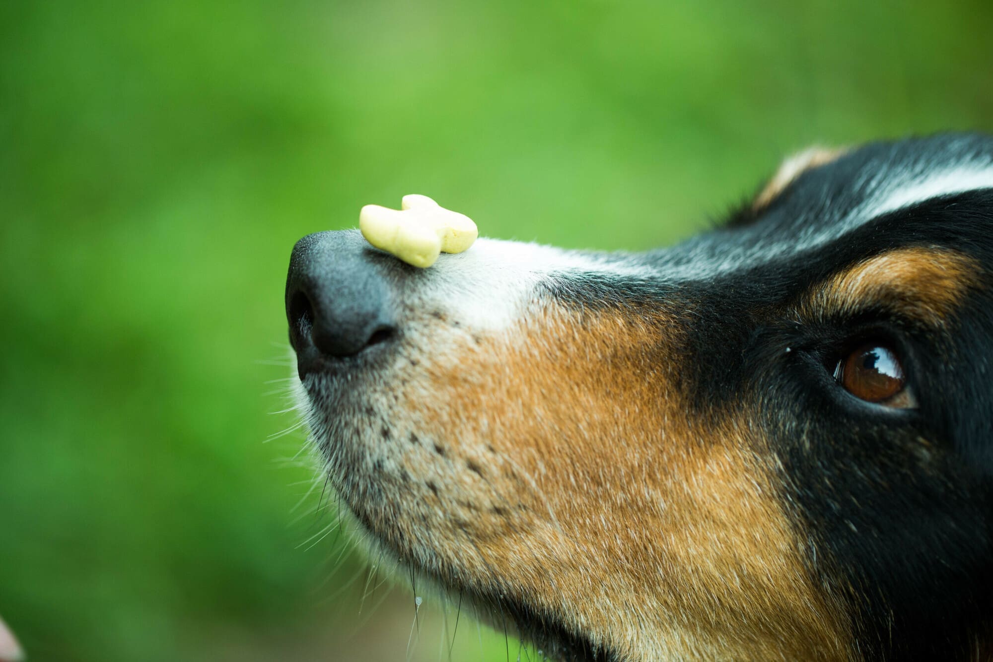 Training Dog Business