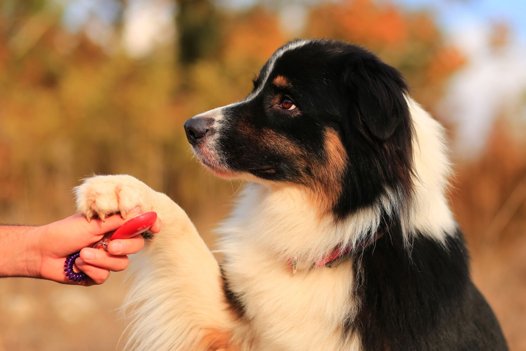 Training Dog