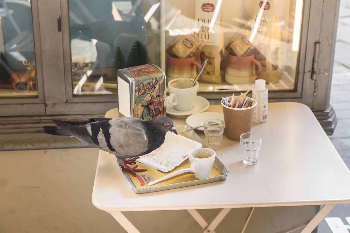 Pest in café
