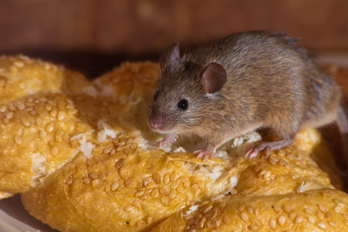 Mouse in kitchen
