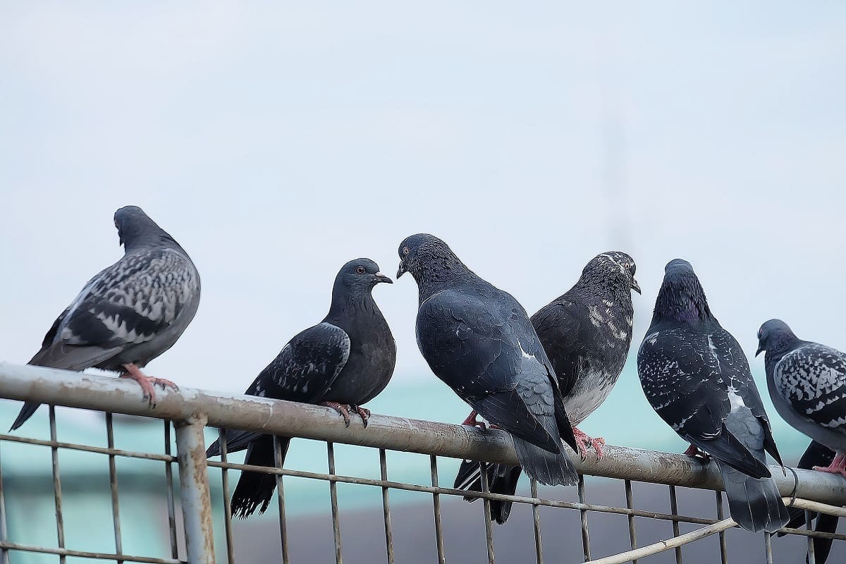 Pest control in supermarkets
