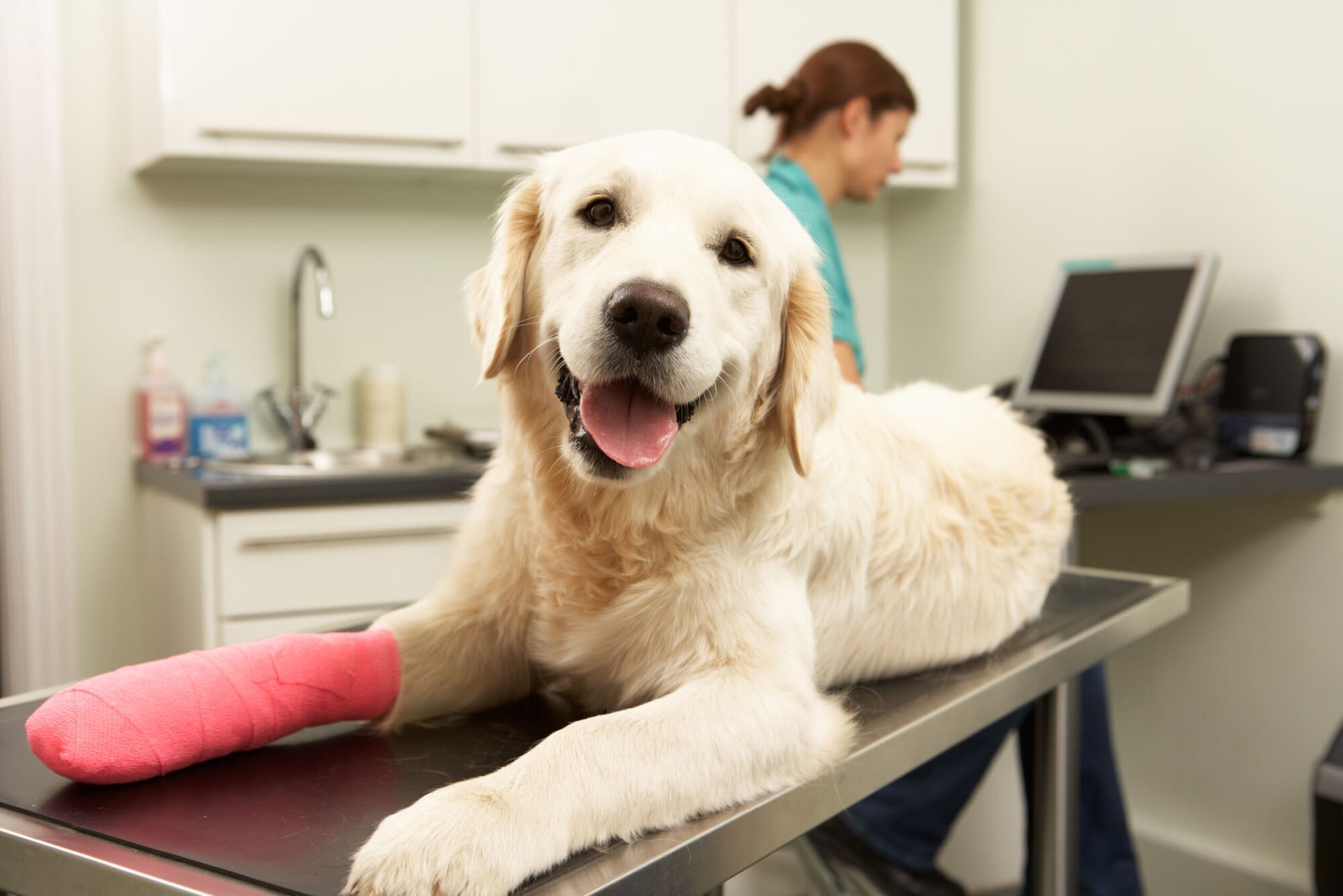 Animal Receiving Treatment By A Vet Nurse Animal Receiving Treatment By A Vet Nurse