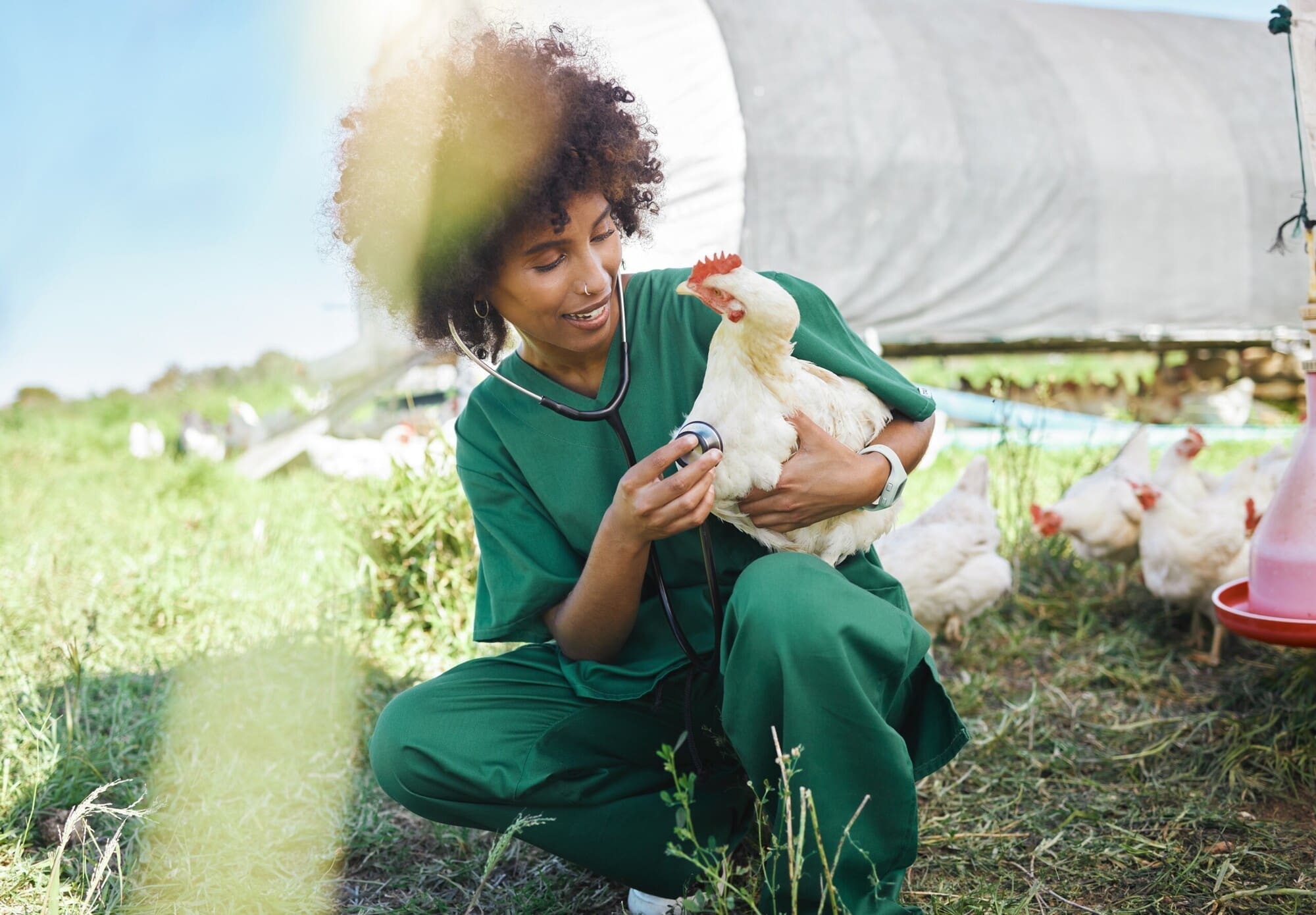 Becoming a Vet Nurse Becoming a Vet Nurse