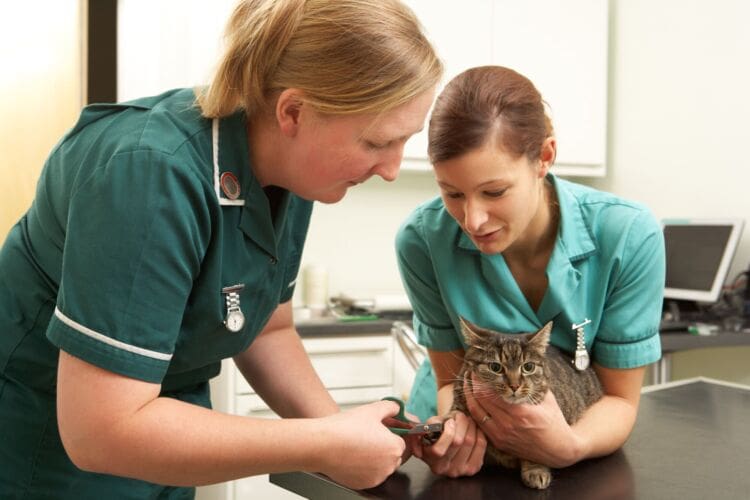 How to Become a Veterinary Nurse