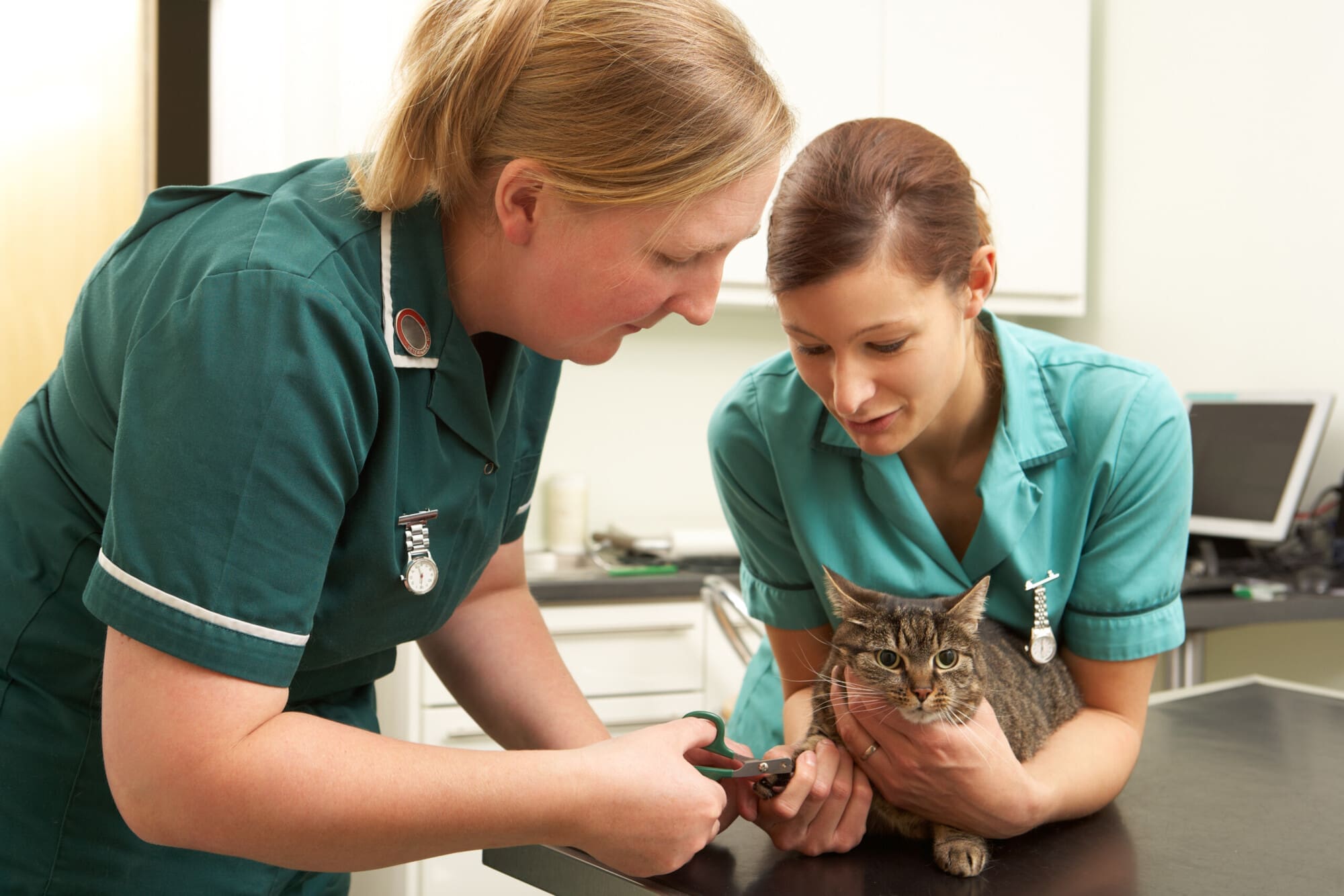 How to Become a Veterinary Nurse