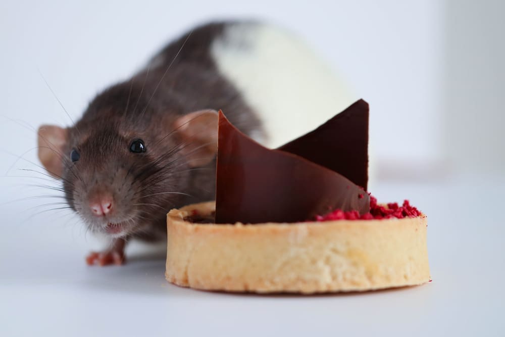 Pest control in sweet shops