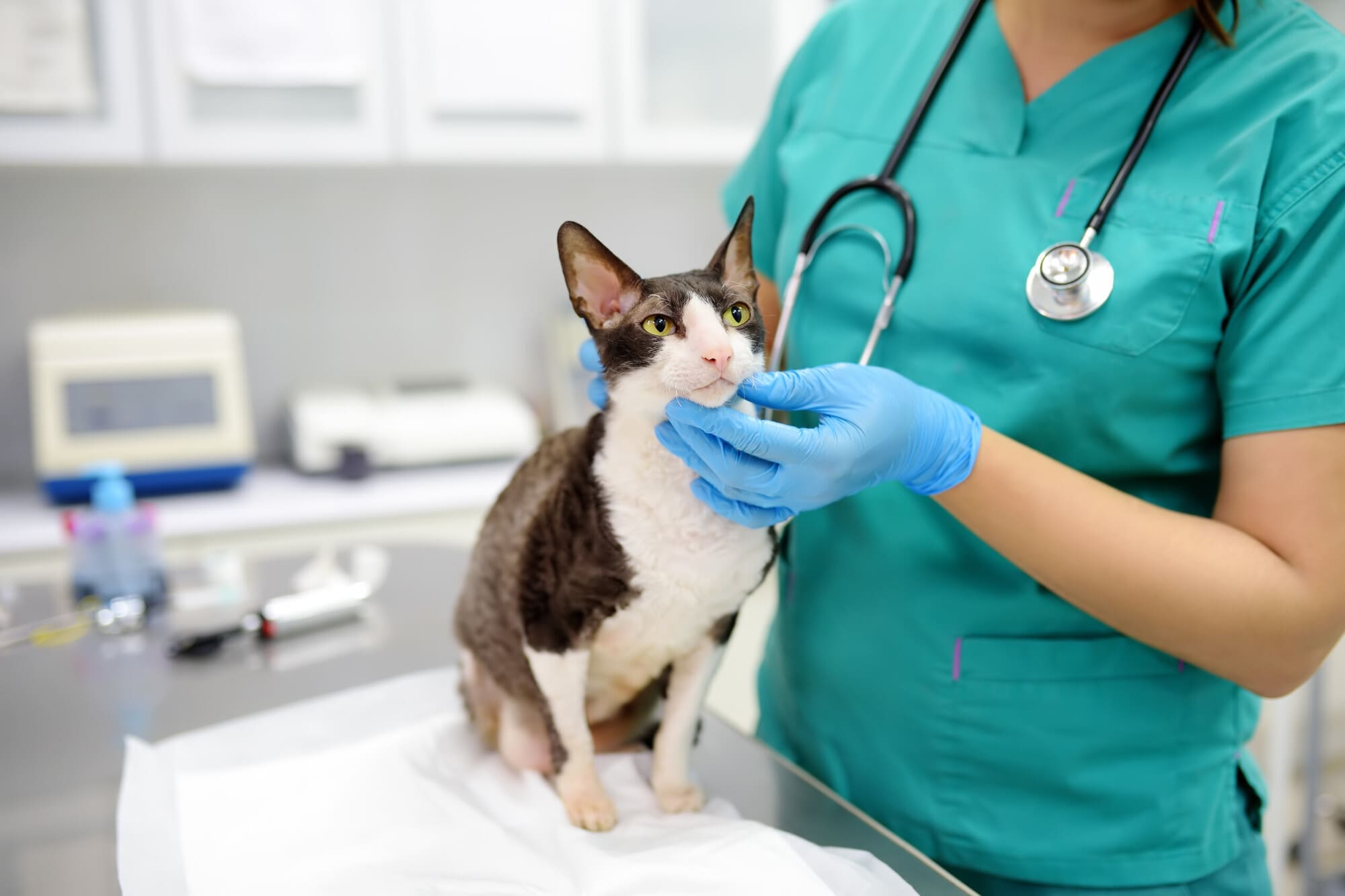 Vet Nurse Vet Nurse