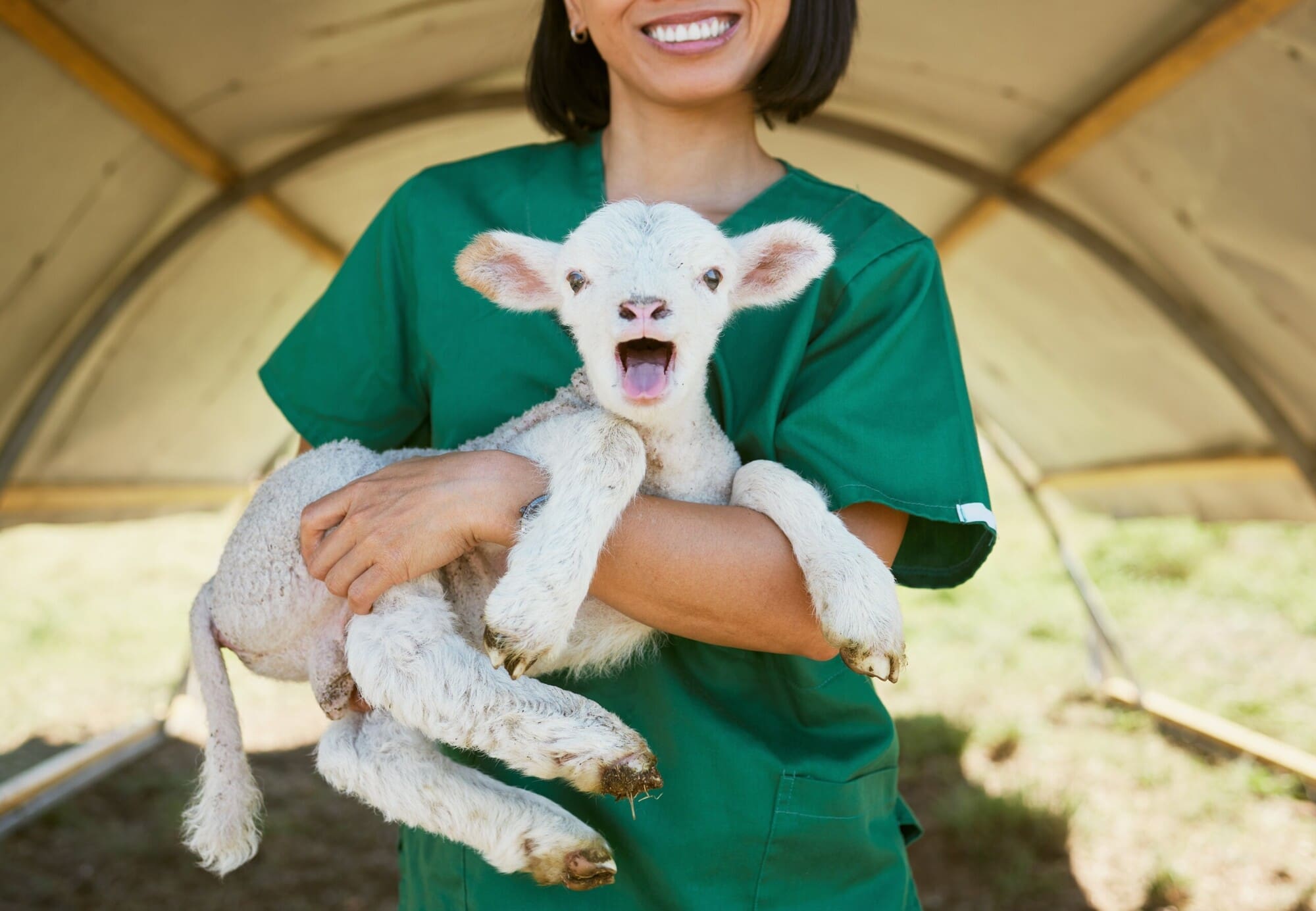 Veterinary Nurse With Animal Veterinary Nurse With Animal