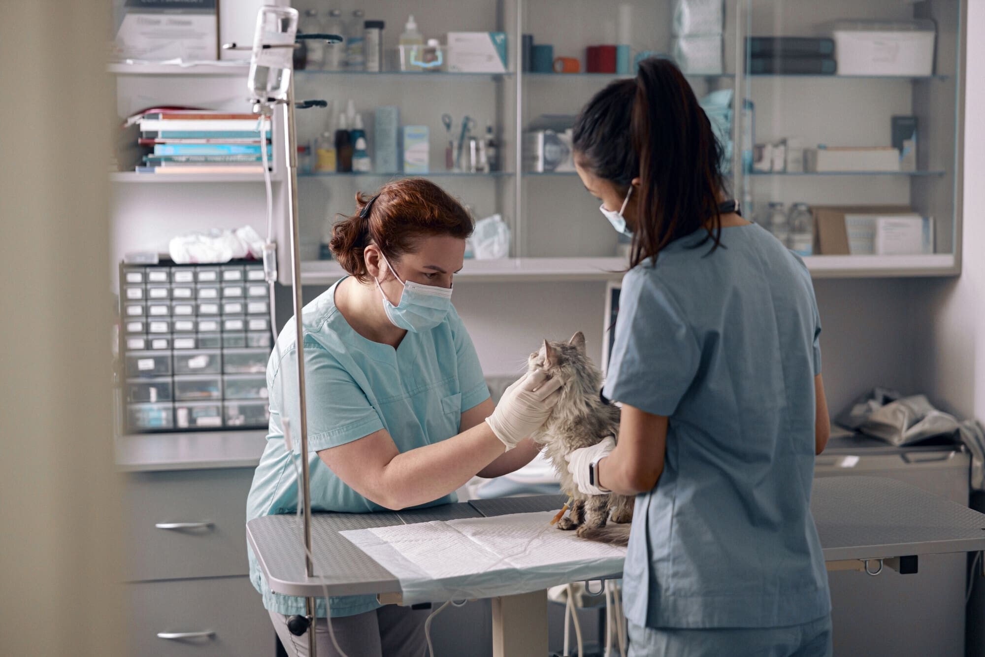 Veterinary Nurses Veterinary Nurses