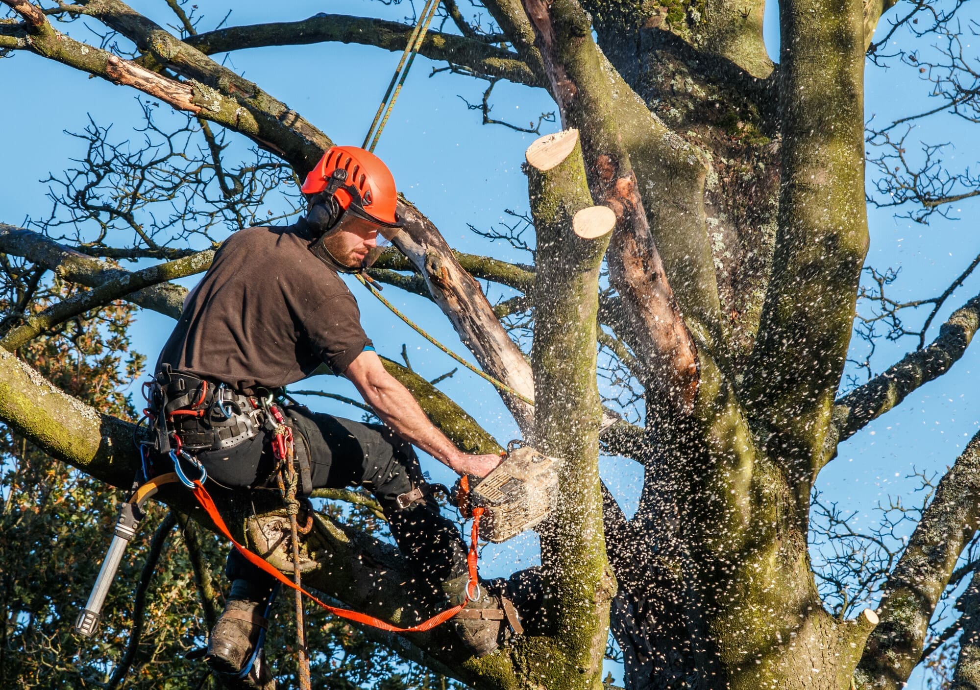 Health and Safety Guide For Tree Surgeons