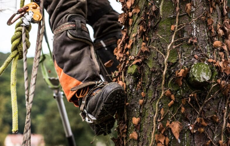 Health and Safety Guide for Tree Surgeons