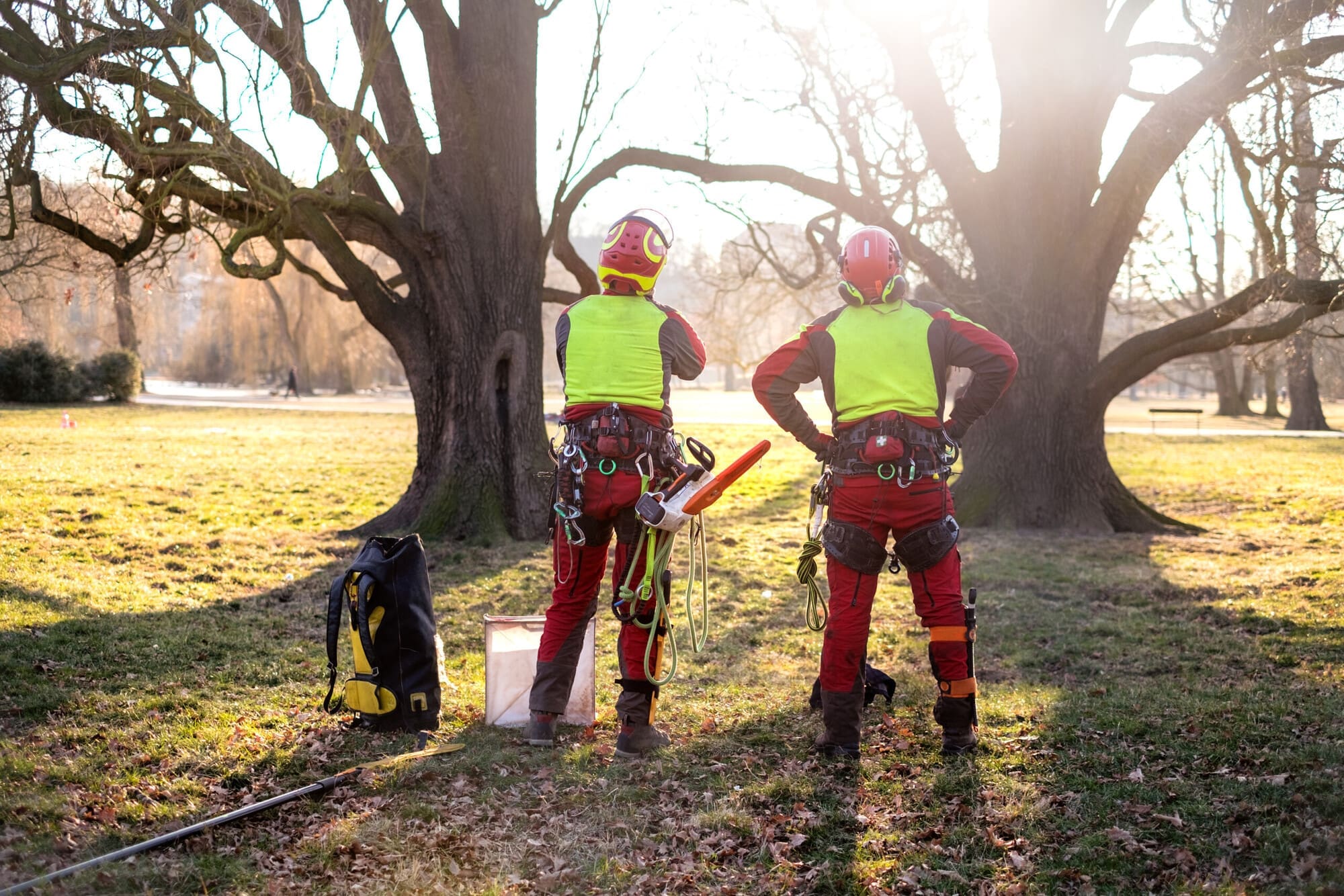 Health and Safety for Tree Surgeons